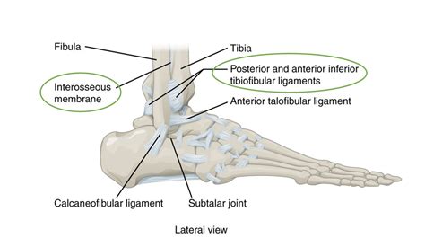 test for interosse membrane tear|High Ankle Sprains .